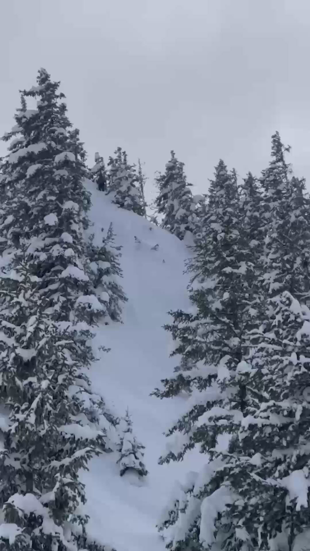 Steep snow-covered slope surrounded by dense alpine trees.